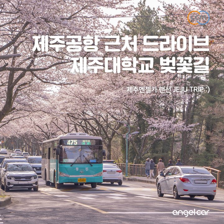 제주 4월 드라이브코스 :: 도민 추천! 제주대 벚꽃길