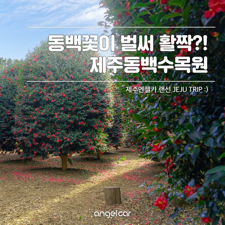 2020 제주 동백꽃 시기, 지금부터! (+제주동백수목원 개화현황)