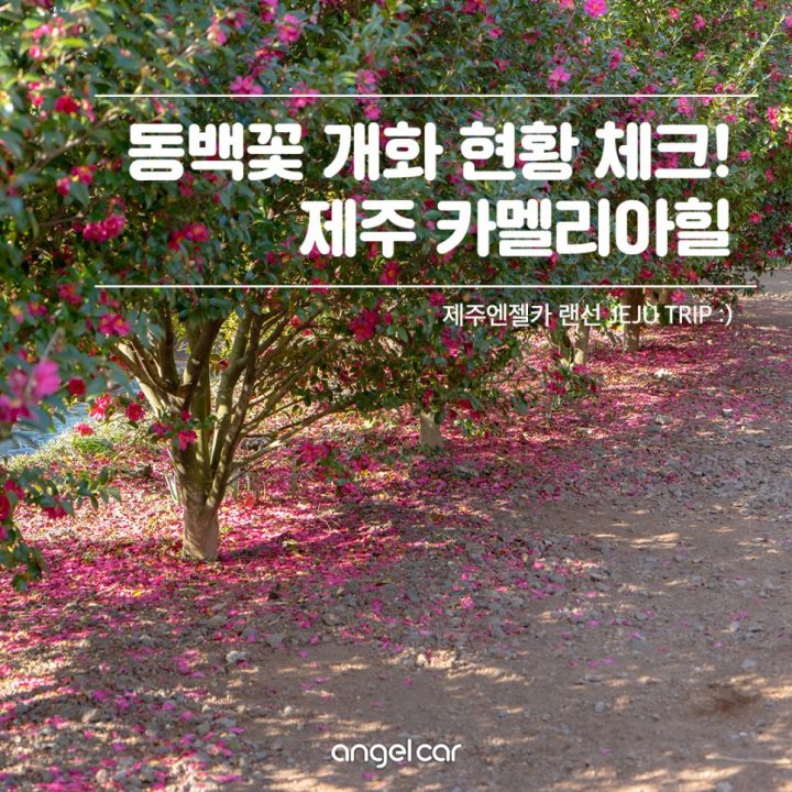 서귀포 동백꽃 시즌, 카멜리아힐 (2020.12.01 기준)