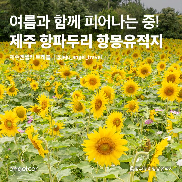 제주 항파두리 항몽유적지