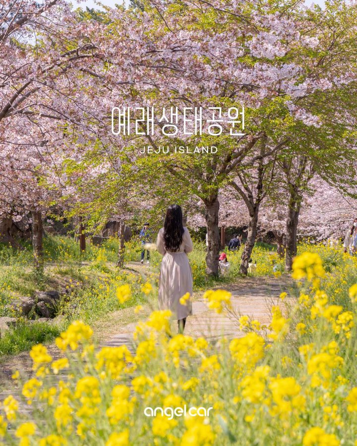 서귀포 4월 가볼만한곳 :: 핫해핫해 예래생태공원 (벚꽃 필수 산책 코스)