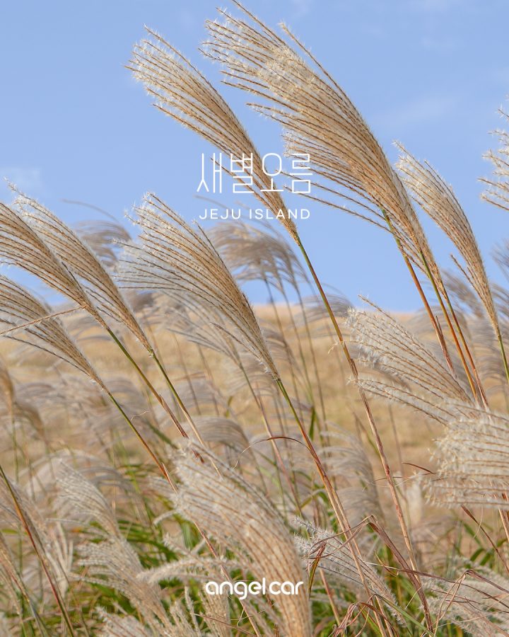 11월 제주 가볼만한곳 :: 서쪽 대표 스테디셀러 '새별오름'