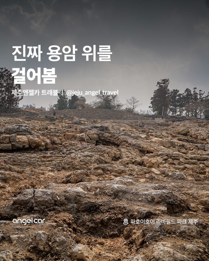 제주도 신상 핫플