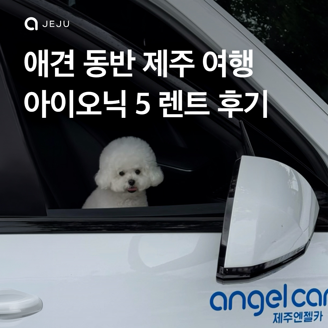 강아지랑 제주 여행? 이거지~ 이미지 1