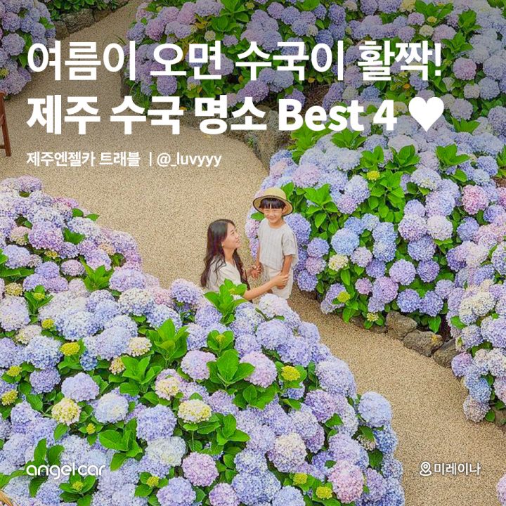 제주 수국 명소 Best 4♥