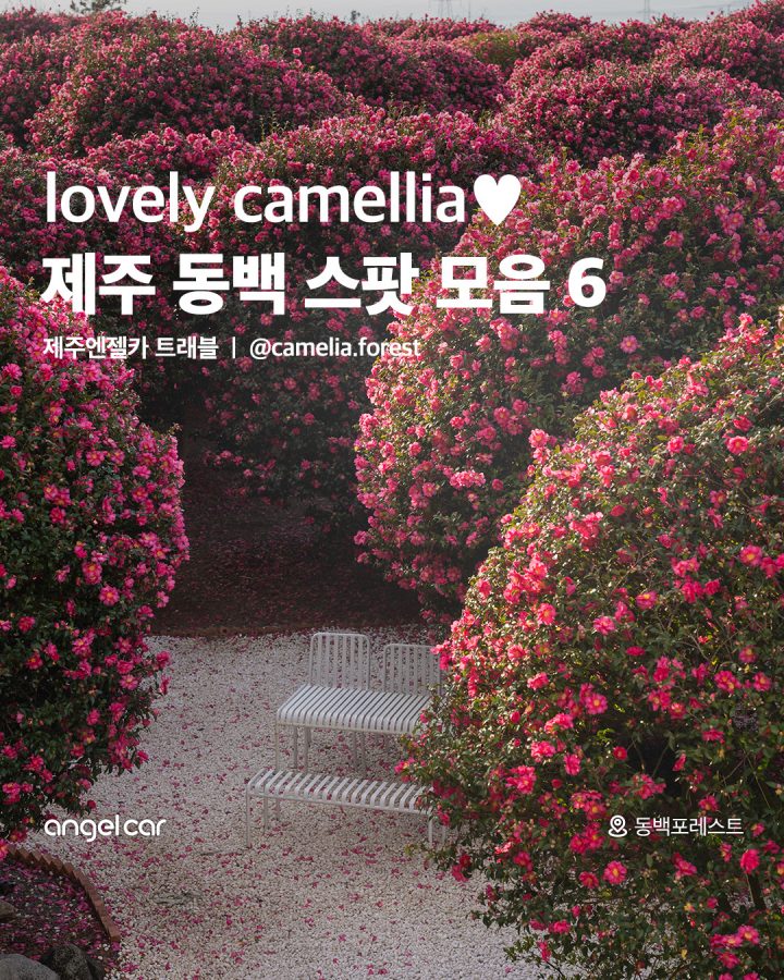 제주 동백 스팟 모음♥