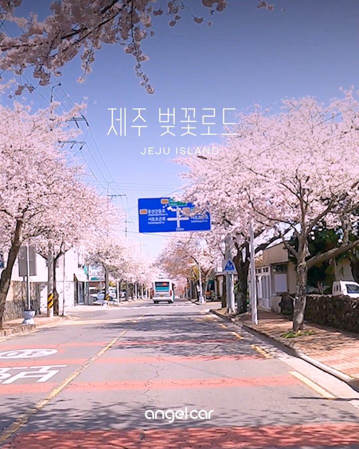제주 4월 드라이브 코스 :: 벚꽃명소 BEST 9