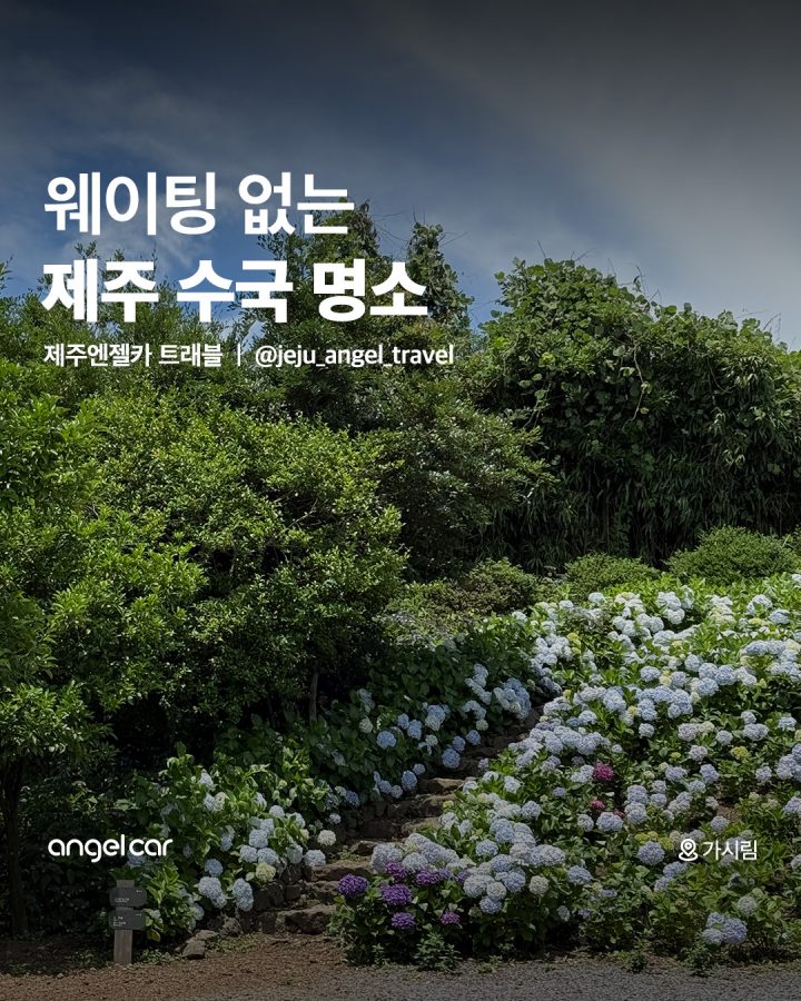 제주 수국 명소+할인 정보