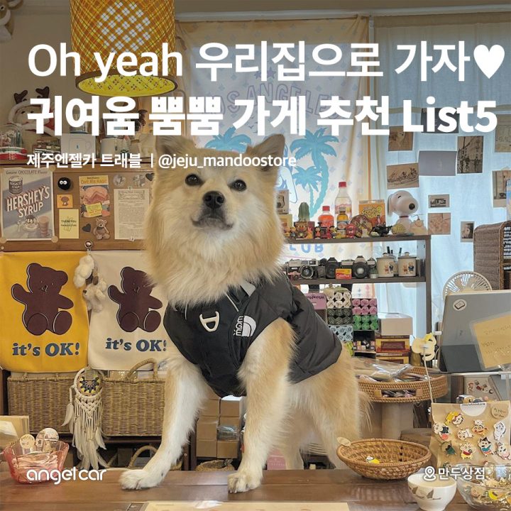 귀여운 반려동물과 함께하는 제주 스팟 BEST 5