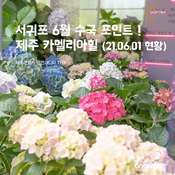 서귀포 6월 가볼만한곳 :: 06.01_제주 카멜리아힐 수국 개화 현황