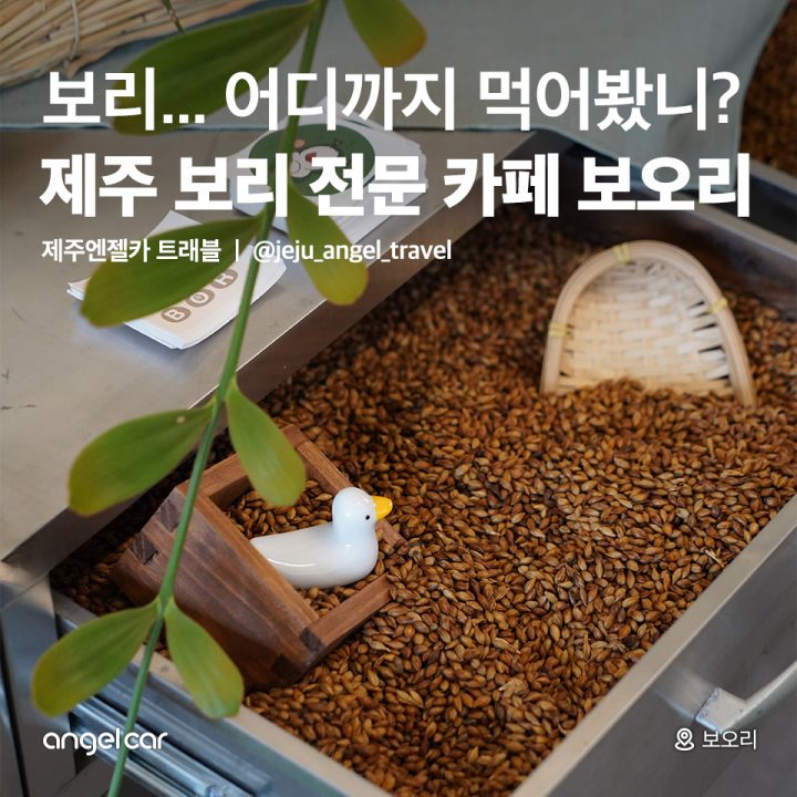 제주 보리 전문 카페 보오리