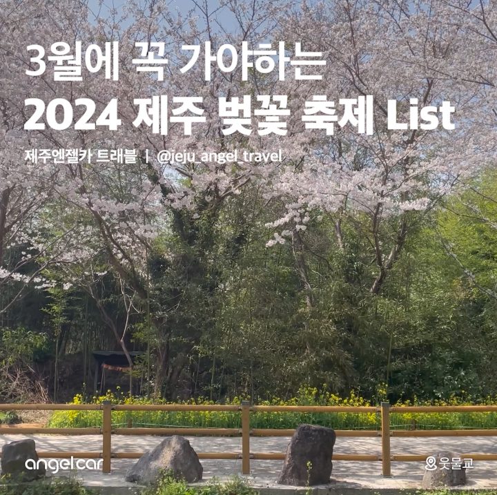 2024 제주 벚꽃 축제 List