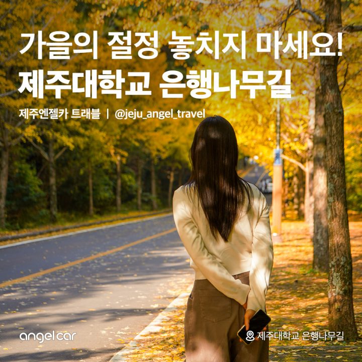 제주대학교 은행나무길
