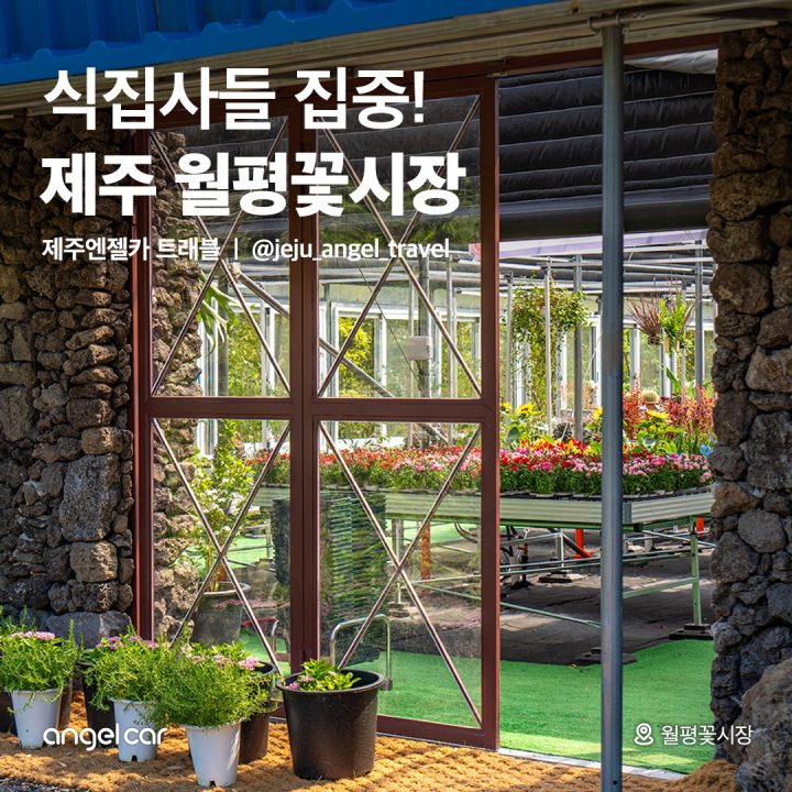 제주 최대 화훼농원 월평꽃시장