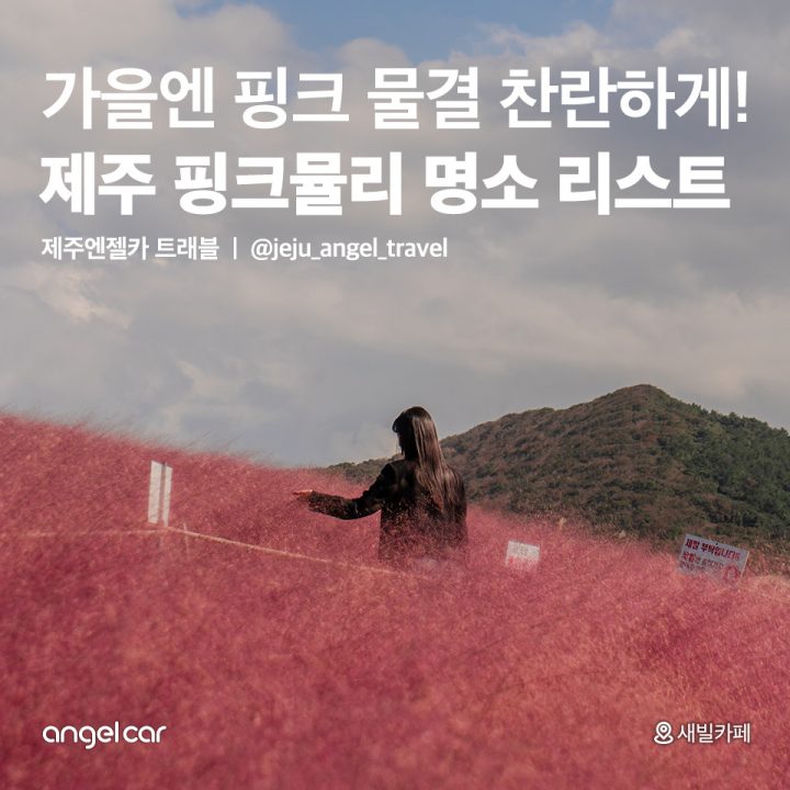 제주 핑크뮬리 명소 리스트