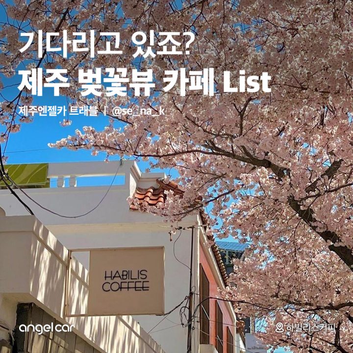 제주 벚꽃뷰 카페 List