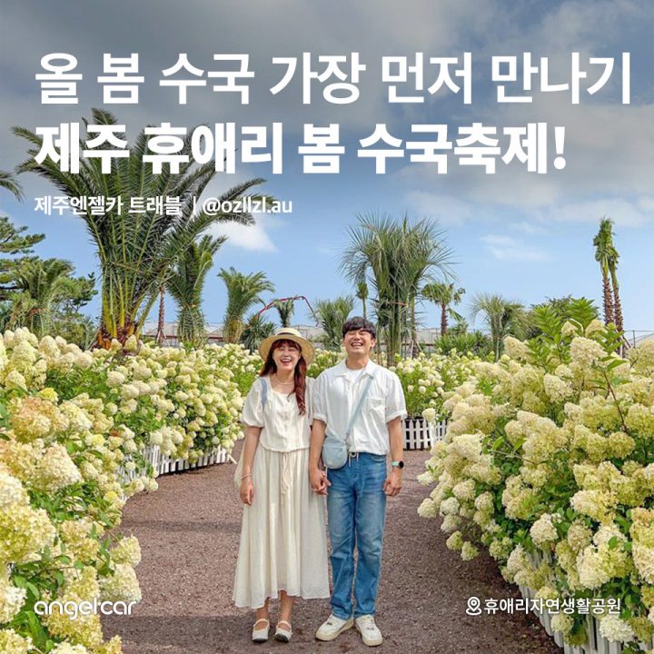 제주 4월 페스티벌! 휴애리 봄 수국축제!